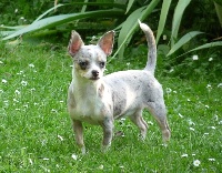 Étalon Chihuahua - Désirée de la Moque Panier