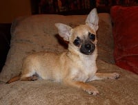 Étalon Chihuahua - Darling de la Moque Panier