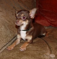 Étalon Chihuahua - Douglas de la Moque Panier