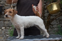 Étalon Jack Russell Terrier - Absolute Amazing Dolly-Dot