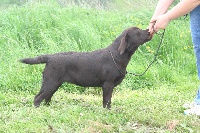 Étalon Labrador Retriever - Blacksugar Havane