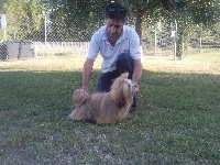 Étalon Lhassa Apso - Very Versace's Dinidydille