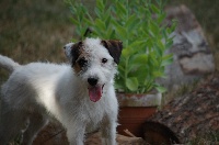 Étalon Parson Russell Terrier - Daurhya-Booba De la roche turpin