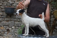 Étalon Parson Russell Terrier - Dama-Zing De la roche turpin