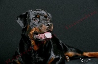 Étalon Rottweiler - Un petit pas Vom hundegluck