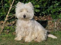 Étalon West Highland White Terrier - Bonnie Du hameau des landes
