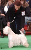 Étalon West Highland White Terrier - CH. Anakyn du royaume de sky