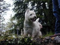 Étalon West Highland White Terrier - CH. Dolly cool des Olipins