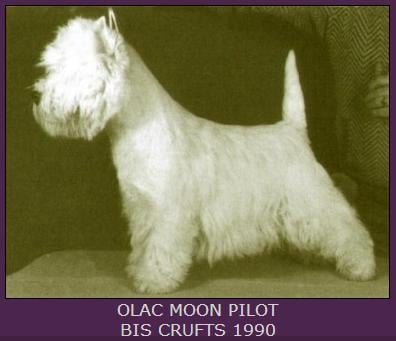 CH. Olac Moon pilot
