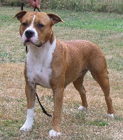 Étalon American Staffordshire Terrier - Dream lady du Clan Tennessee