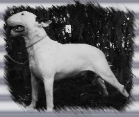 Étalon Bull Terrier - Sumo warrior Kilacabar