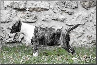 Étalon Bull Terrier - Bullsquad from southlands Einstein exotica  sexy  boy