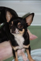 Étalon Chihuahua - Baika (Sans Affixe)