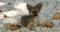 Étalon Chihuahua - Etane des Korrigans de la Lande