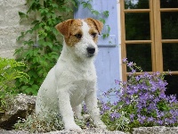 Étalon Jack Russell Terrier - Original master's voice Dionilight maddie
