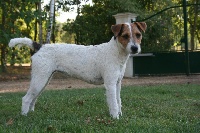 Étalon Jack Russell Terrier - Dare-dare du Bois des Carnutes