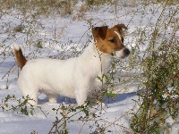 Étalon Jack Russell Terrier - Chance (Sans Affixe)