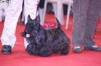 Étalon Scottish Terrier - CH. Gaterin Aye aye joe