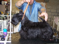 Étalon Scottish Terrier - CH. Gaterin Flashback