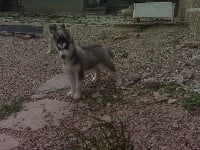 Étalon Siberian Husky - Ice Wolf's Ella