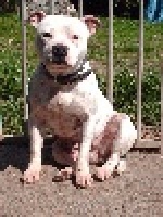 Étalon Staffordshire Bull Terrier - Dreamland's dog Underground lady des lutteurs d'antan