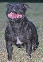 Étalon Staffordshire Bull Terrier - Valglo Menphis bell