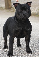 Étalon Staffordshire Bull Terrier - Black neo De la vauxoise
