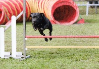Étalon Staffordshire Bull Terrier - c'black Calice