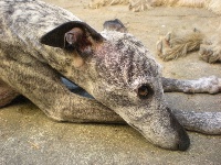 Étalon Whippet - Arabelle  
