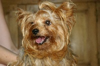 Étalon Yorkshire Terrier - Bonnie parker De la villa du sieur paoli