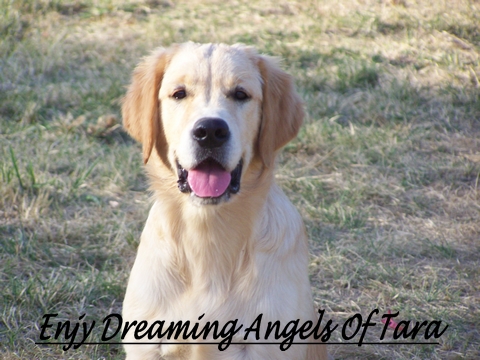 Enjy dreaming Angels of Tara