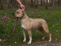 Étalon American Staffordshire Terrier - Virgin spirit du Parc de Combreux
