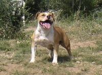 Étalon American Staffordshire Terrier - Virgin victory Des gardiens du pech mirabel