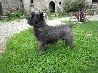 Étalon Cairn Terrier - Apple crumble de kound'heira