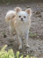 Étalon Chihuahua - Conti De kalinka des roches blanches