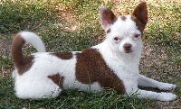 Étalon Chihuahua - little bark Peppermint patty