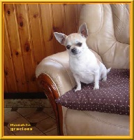 Étalon Chihuahua - Bandita Graciosa (Sans Affixe)