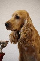 Étalon Cocker Spaniel Anglais - Don juan gold diamond de Nimrody