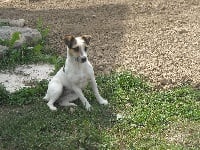 Étalon Jack Russell Terrier - Darphie du domaine de l'étang rond