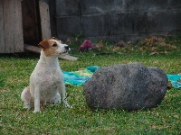 Étalon Parson Russell Terrier - Callisto du mau metz des grands rietz