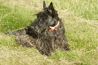 Étalon Scottish Terrier - Diane dite deedjee des vicklands