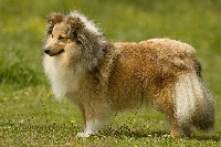 Étalon Shetland Sheepdog - Vedette blonde du Cèdre Enchanté