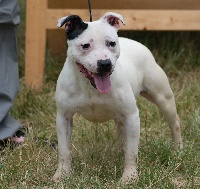 Étalon Staffordshire Bull Terrier - Debby white de Eastisland