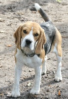 Étalon Beagle - Casper de Mont Joui