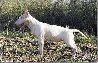 Étalon Bull Terrier - Bullsquad from southlands Elegant sexy woman