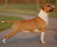 Étalon Bull Terrier - gugenheim As a polly-poppin's