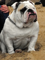 Étalon Bulldog Anglais - Clovis de montrebellis