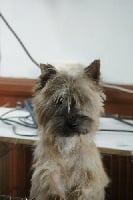 Étalon Cairn Terrier - Cara du Clos de la Monnerie