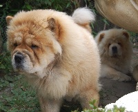 Étalon Chow Chow - Uska De los perros de bigo