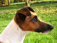Étalon Fox Terrier Poil lisse - Alliath de racir hound